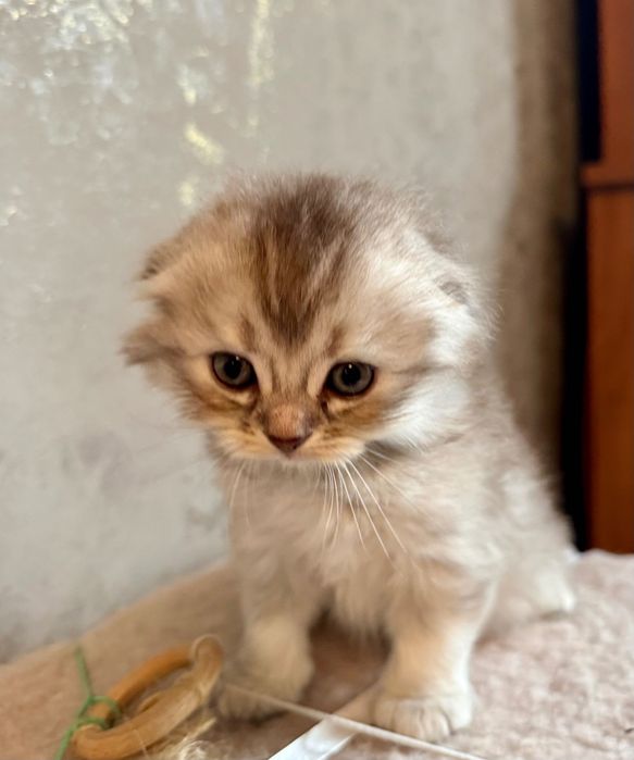 Котики мраморна шиншила