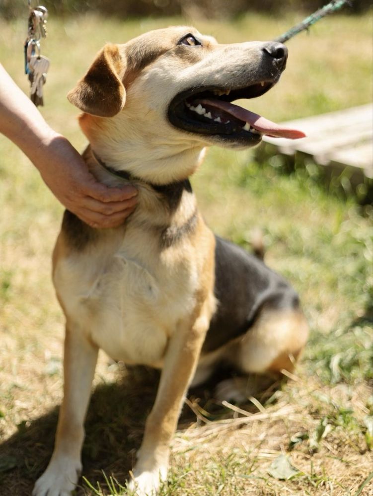 Piesek do adopcji PTYŚ