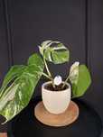 ROŚNIE Monstera Variegata 4