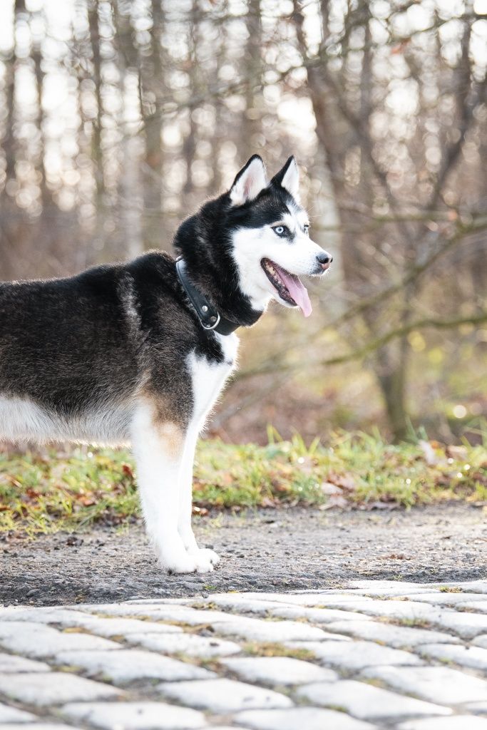 Grubson w typie husky do adopcji!