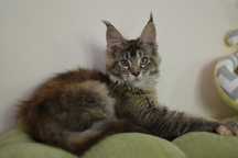 Kotka Maine Coon KEITHA /Gotowa Do Odbioru