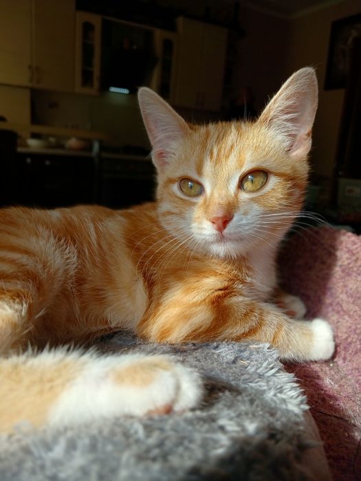 Ириска, девочка 4 месяца