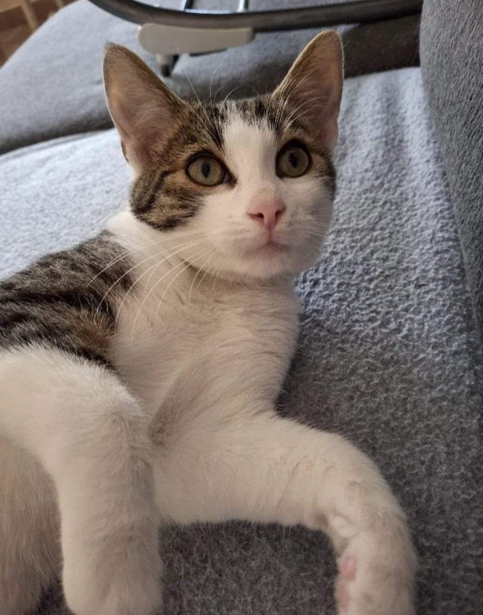 Burbon poleca się do adopcji