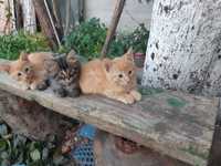 котенок кошеня     рудиий  (рижий) котик