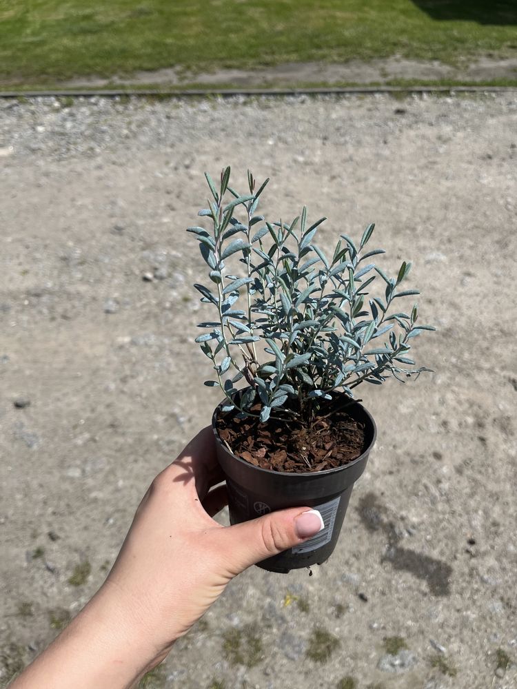 Modrzewnica andromeda