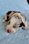 Border Collie FCI