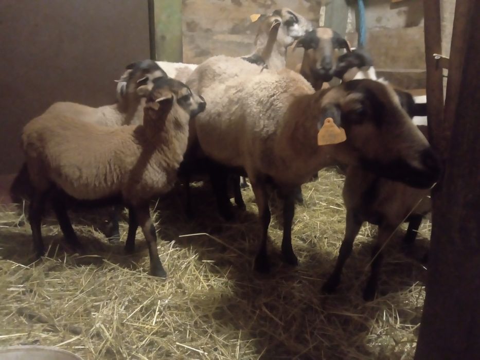 Owieczki/baranki kameruńskie/barbados