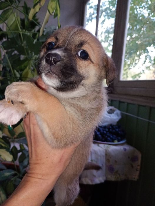 Шукають люблячих хозяїв