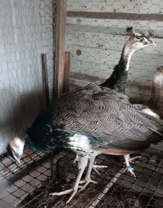 Casal Pavões 2025 azul