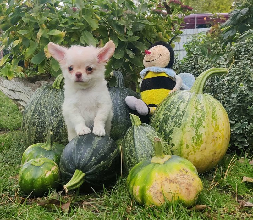 Długowłosy szczeniak Chihuahua z rodowodem FCI
