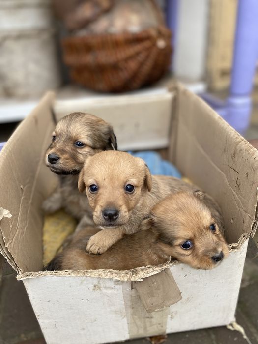 Продам цуценя породи Двортерєр