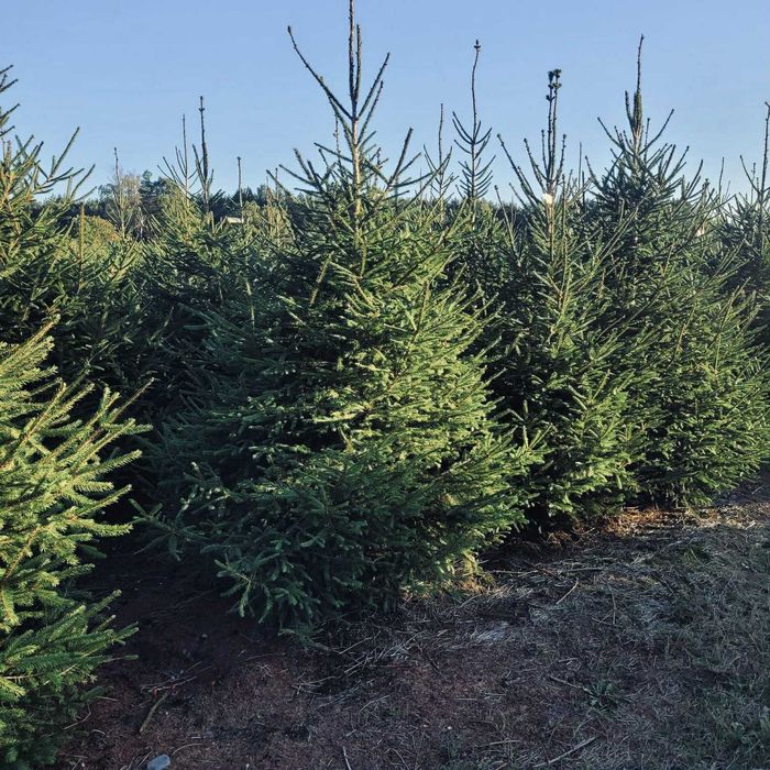 Swierk pospolity formowany 1.80-2.50 jodla kaukaska choinki