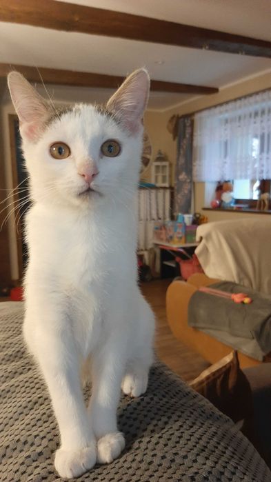 4 miesieczny zaszczepiony testy Fiv/Felv ujemne