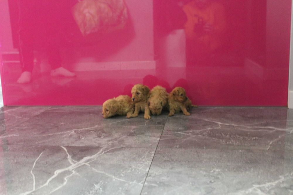 Maltipoo hybryda Maltańczyk i Pudel