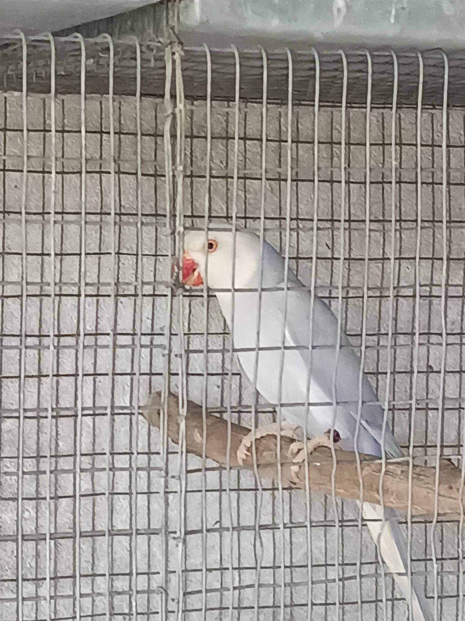 Ring neck femea violeta