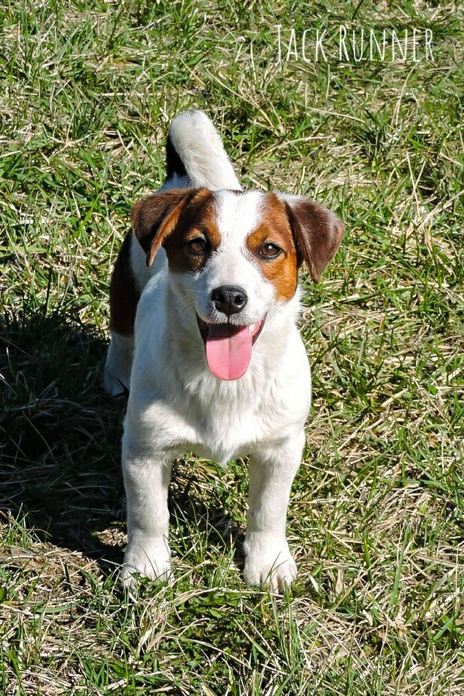 Jack russell terrier FCI