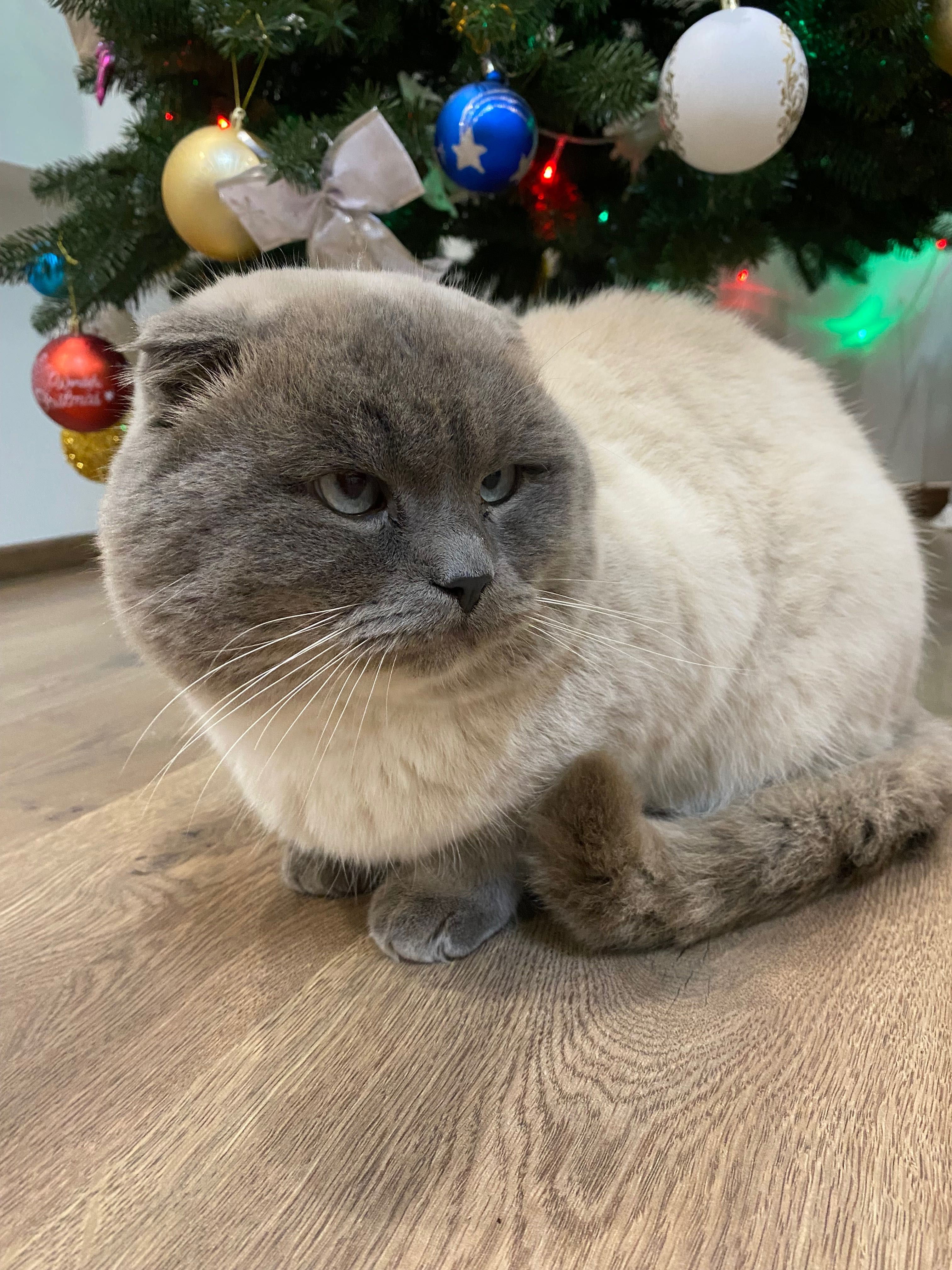 Британський котик