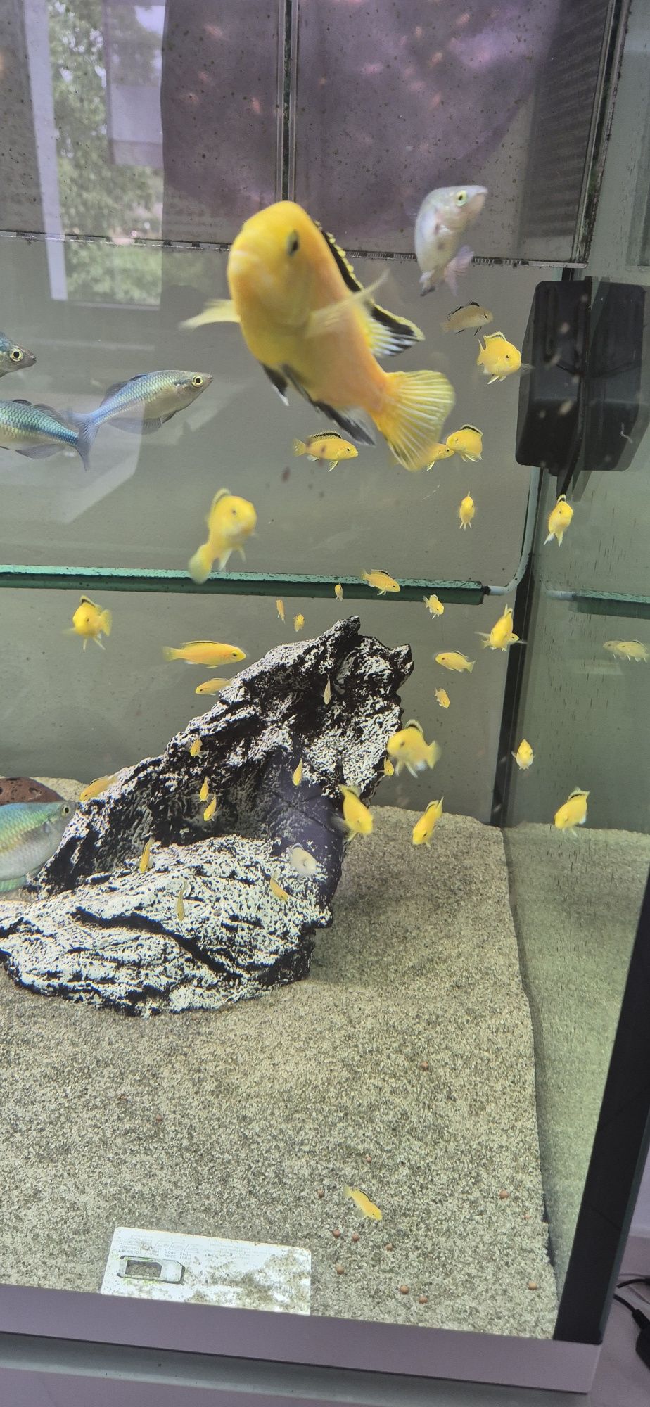 Pyszczak Yellow Labidochromis