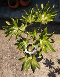Fatsia japonica também conhecida como folha de figueira