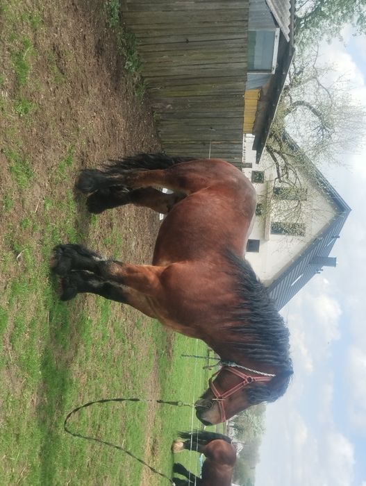 Sprzedam ogiera makler