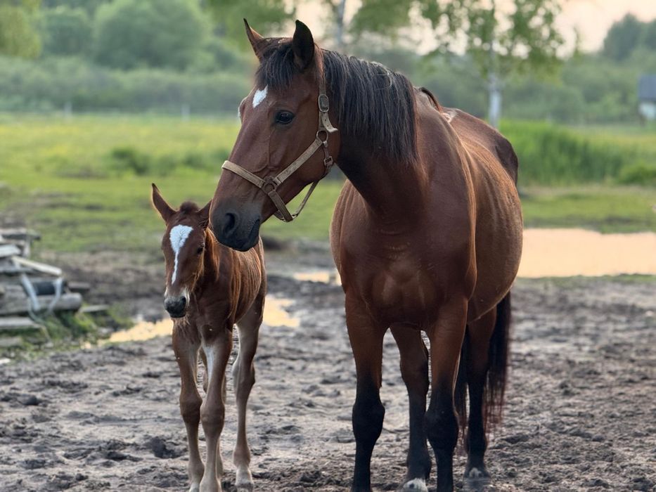 Klacz śląska Elita po licencjonowanych rodzicach odsadek