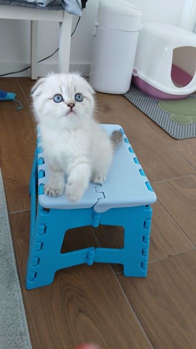 Macho Scottish Fold.