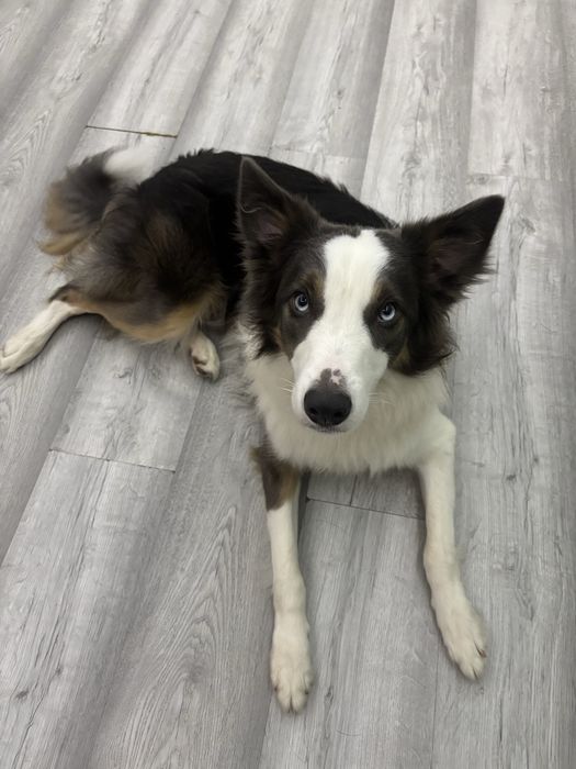 Border Collie - Adoção Responsável