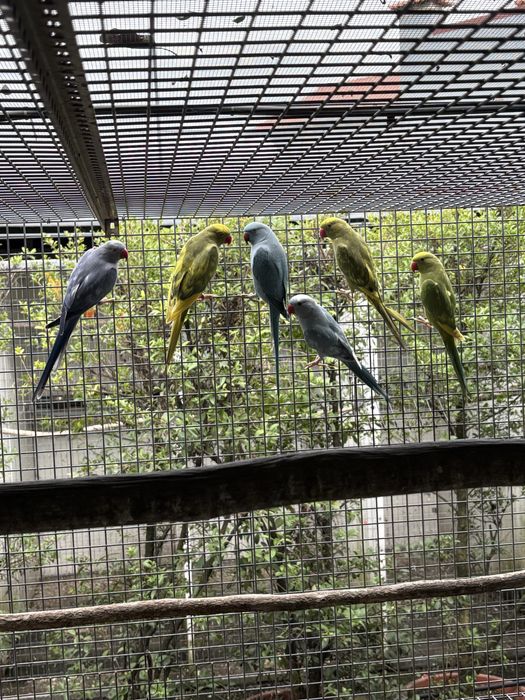 Varios ring neck para ceder.