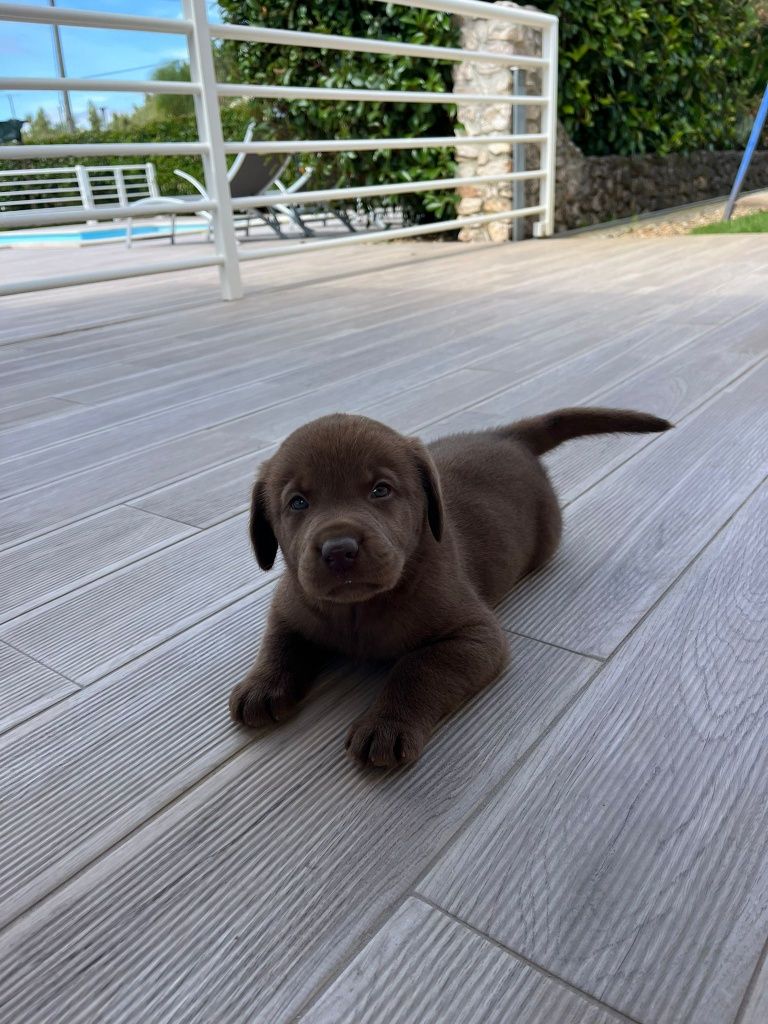 Labrador Fêmea  com Lop
