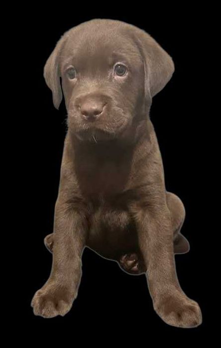 Labrador szczeniak pies czekoladowy 2