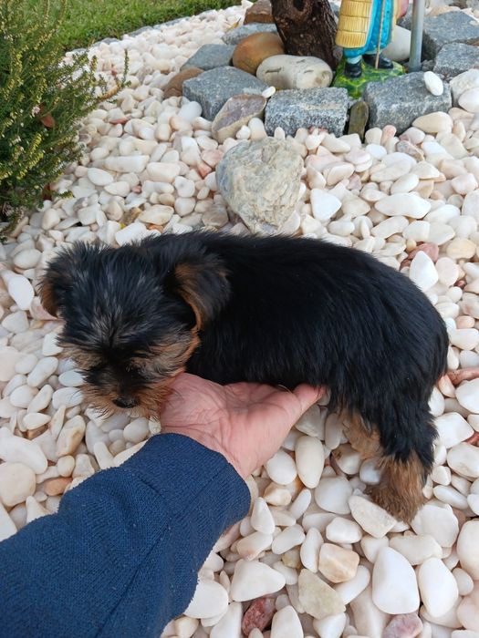 Yorkshire terrier macho