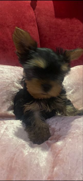 Продається цуценя йоркширського терьєра