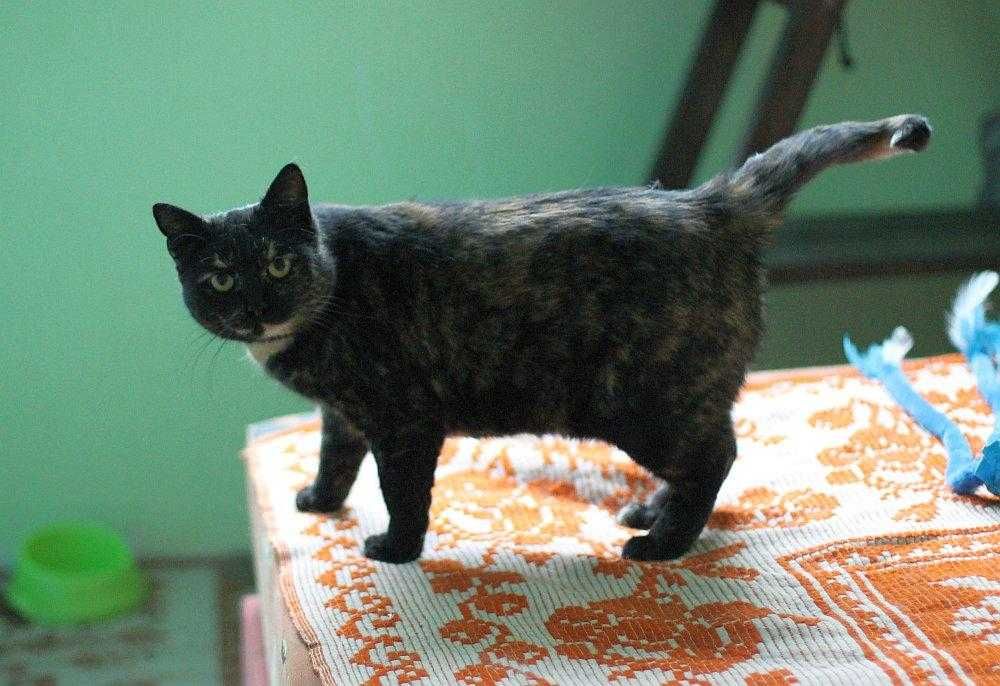 Piękna,  ok 3 letnia kotka szylkretka do adopcji