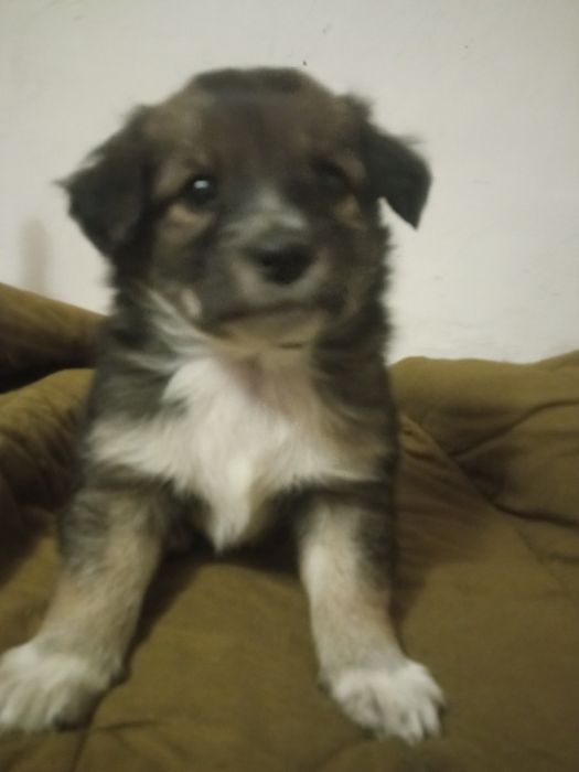 Цуценятко хлопчик в пошуках родини