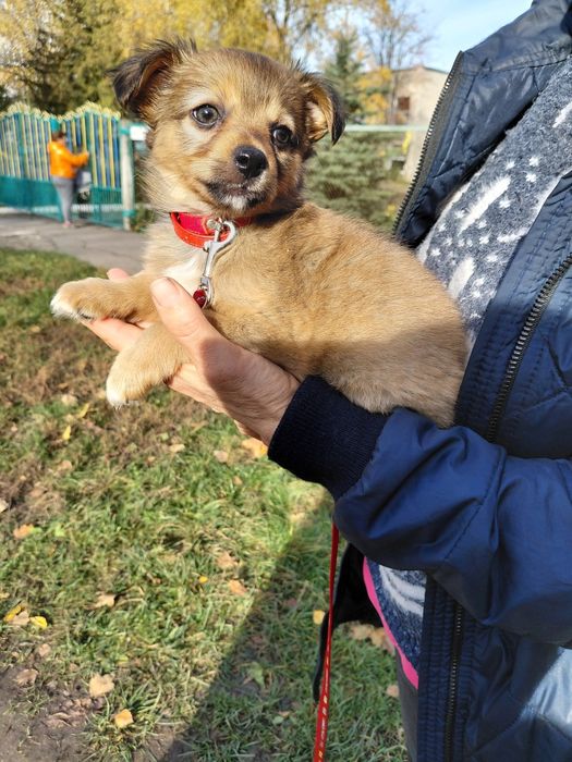 Дівчинка шукає  родину!