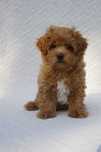 Wyjątkowy szczeniak MALTIPOO F1 Ojciec import z Chin.