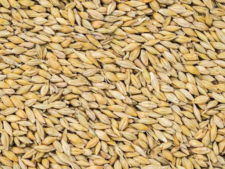 Jęczmień paszowy całe ziarno mielony lub gnieciony