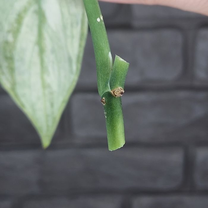 Scindapsus Silver Splash Variegata #1