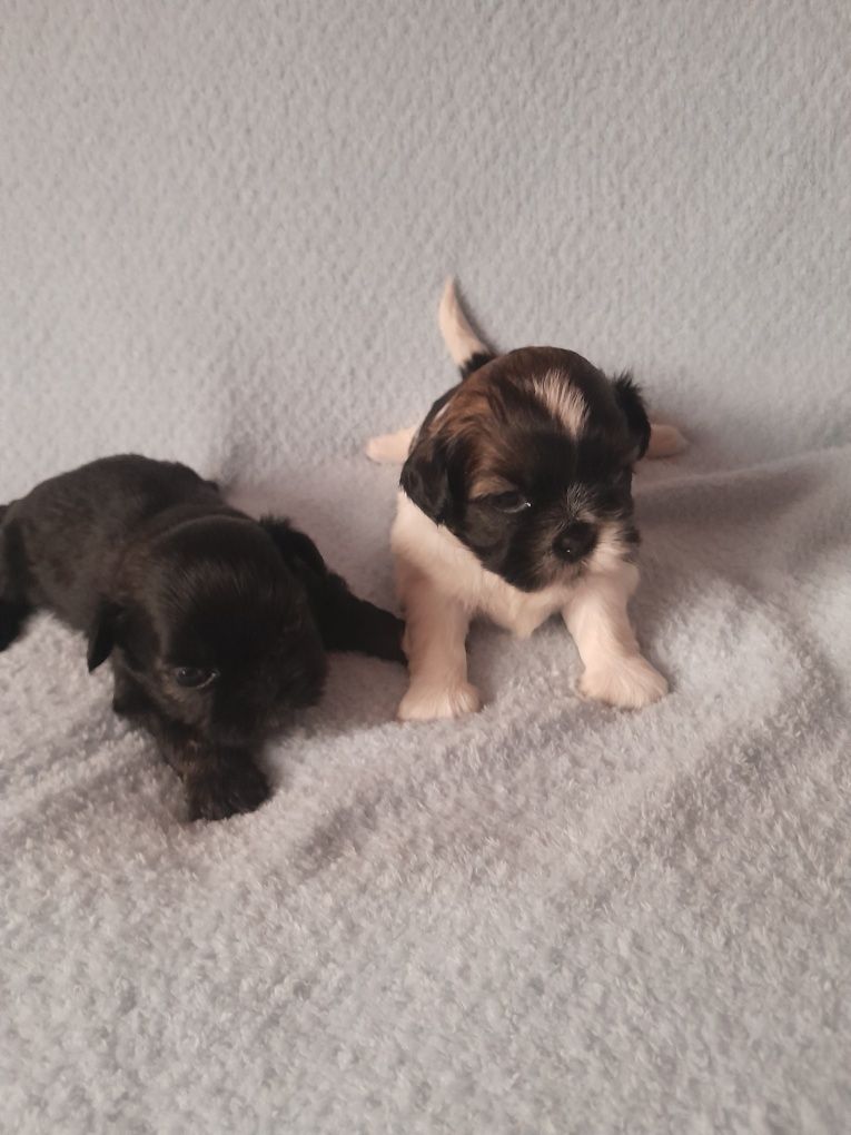 SHIH  TZU piesek