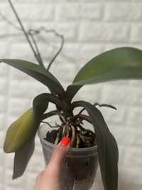 Орхідея в горщику