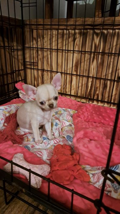 Urocza suczka Chihuahua – miniaturowa, śliczna i towarzyska