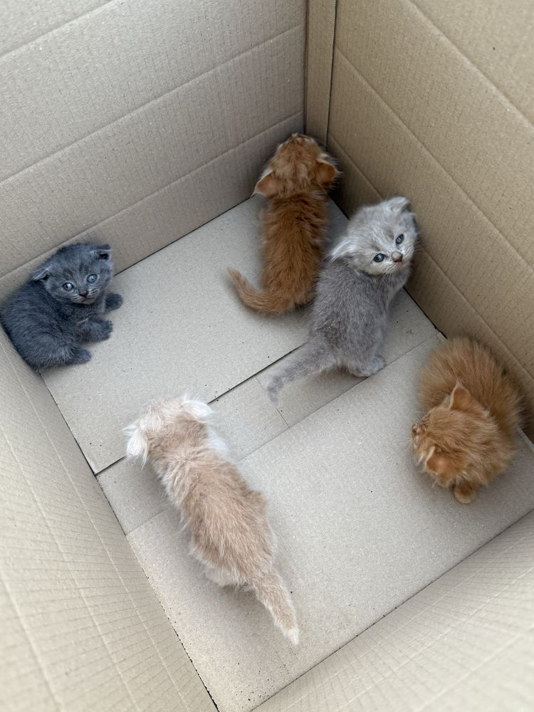 Шотландські  кошенята