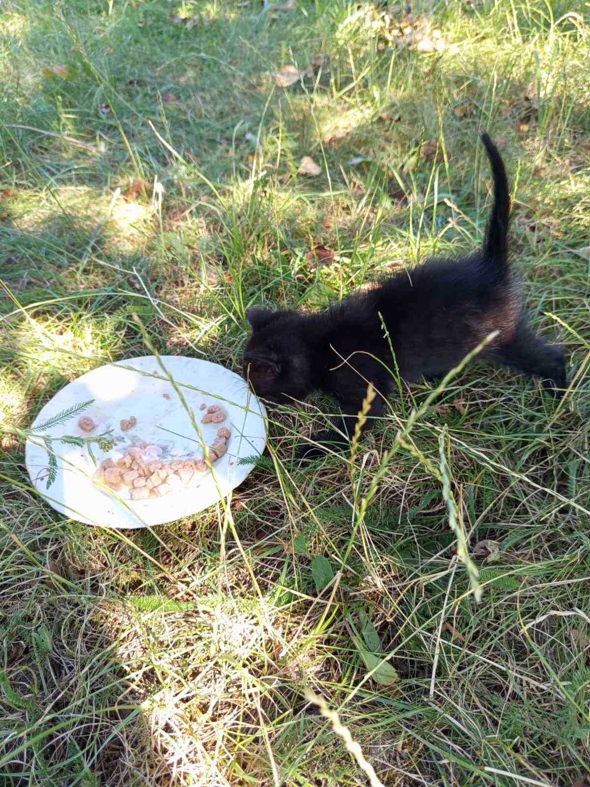 Кошеня шукає люблячу родину