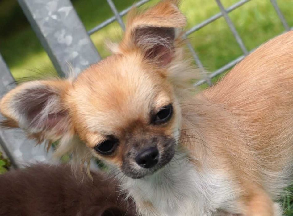Słodki piesek długowłosy - Chihuahua - ZKwP/FCI