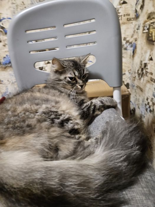 Отдам кошечку в добрые руки