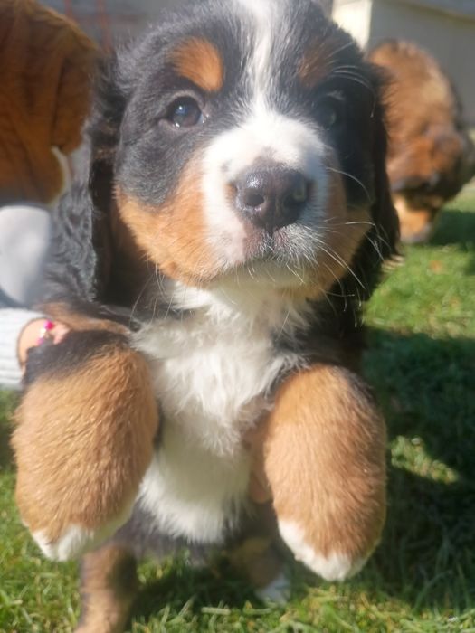 Berneński Pies Pasterski