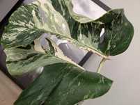 Monstera Variegata 2 pędy