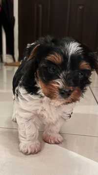 Yorkshire Terrier Biewer piesek