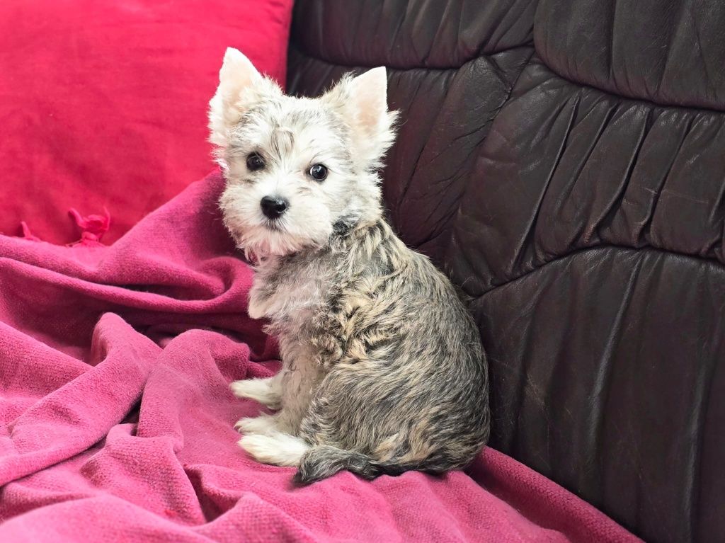 Piesek Yorkshire terrier
