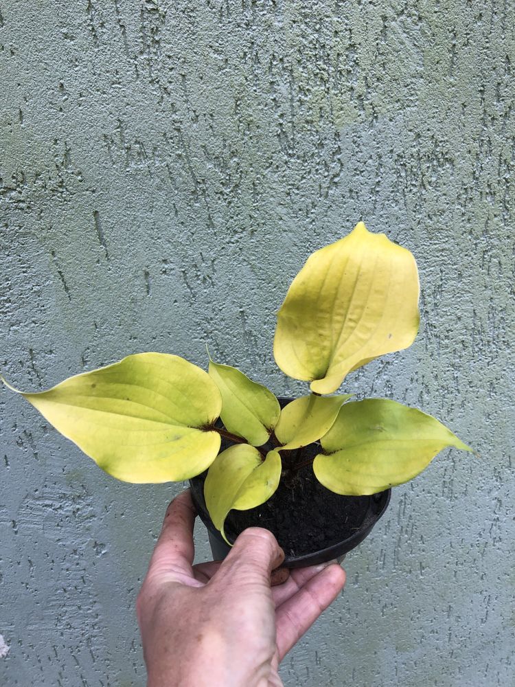 Хоста  Li’l Smooch, Lemon Snap, Siberian Tiger